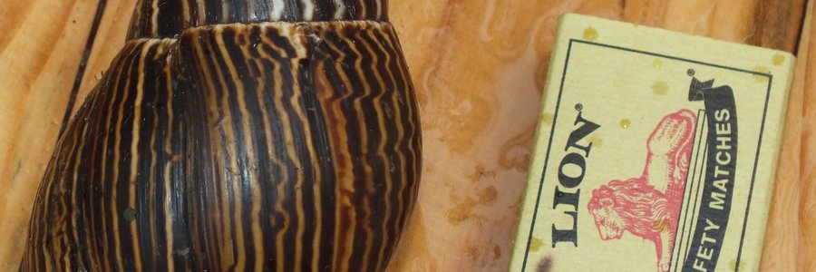 Eddie en Ansie Barnard was onlangs stomgeslaan oor die enorme slak in hulle tuin. Gansbaai Courant het â€˜n vorige keer volledig oor diÃ© groot knape berig. Die slakke is destyds deur dr Sirgel, â€˜n senior dosent aan die Universiteit van Stellenbosch se SoÃ¶logie-departement as die Agatina zebra geÃ¯dentifiseer. Hulle beweeg hoofsaaklik snags in die tuin rond om te wei, maar wanneer die son opkom is hulle geneig om na skuiling te soek. Hulle lÃª â€˜n hele bol eiertjies (gelerig) en wanneer die buitenste gedeeltes afval, is die klein slakkies byna so groot soos â€˜n mens se pinkienael.